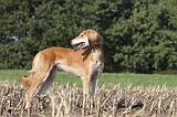 SALUKI 065